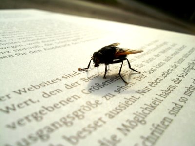 Lesende Fliege
